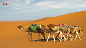 Camel Ride Safari